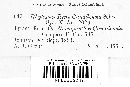Rhytisma ilicis-canadensis image