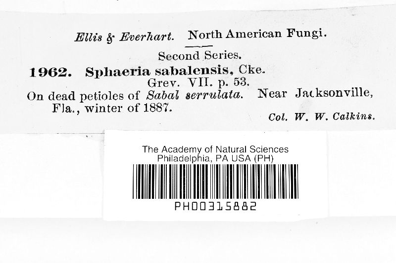 Oxydothis sabalensis image