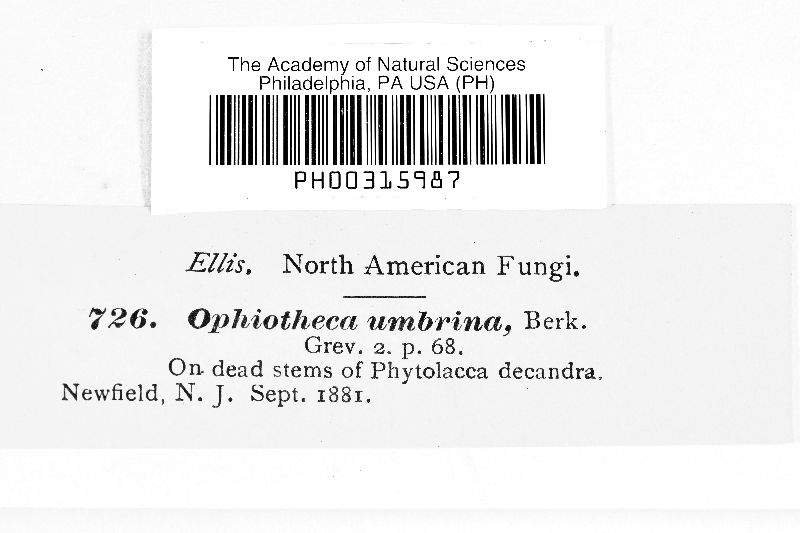 Ophiotheca umbrina image