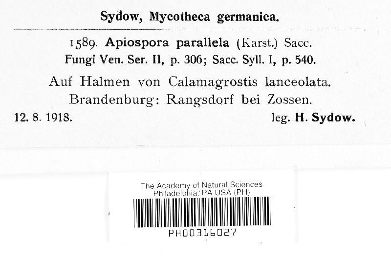 Apiospora parallela image
