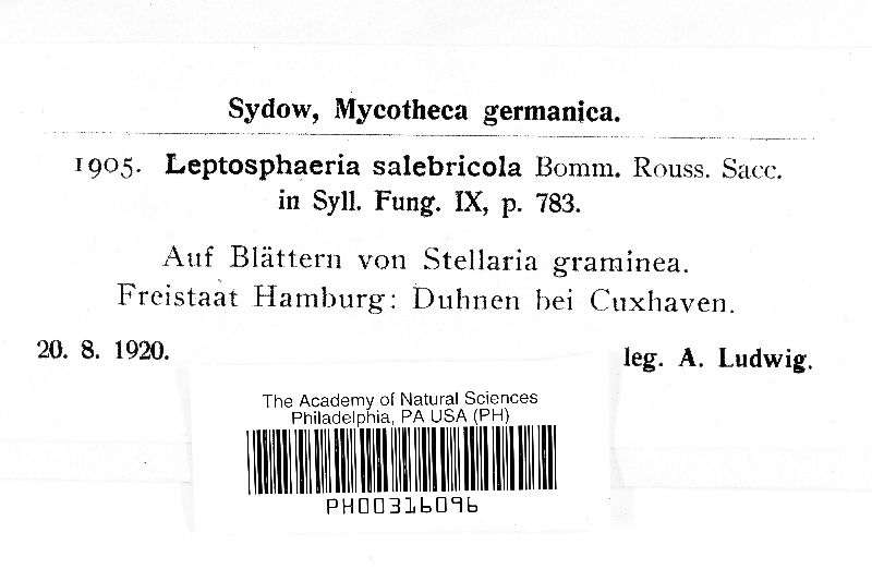 Leptosphaeria salebricola image