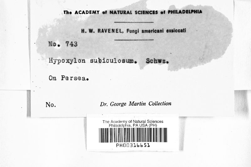 Hypoxylon subiculosum image