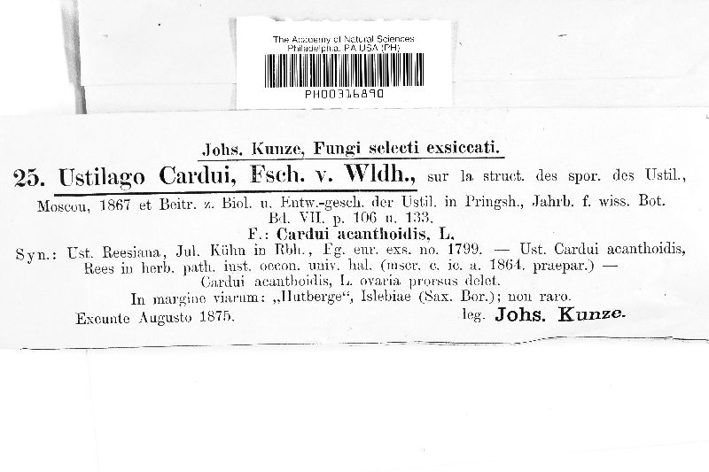 Microbotryum cardui image