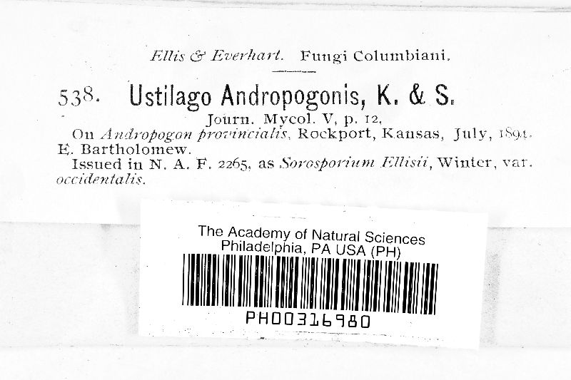 Ustilago andropogonis image