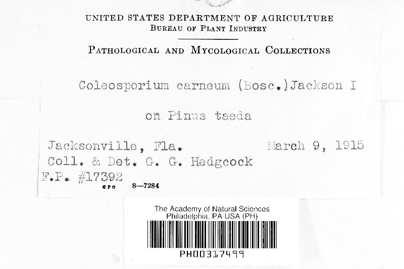 Coleosporium carneum image