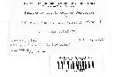 Coleosporium carneum image