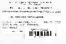 Coleosporium inconspicuum image