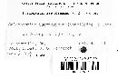 Coleosporium inconspicuum image