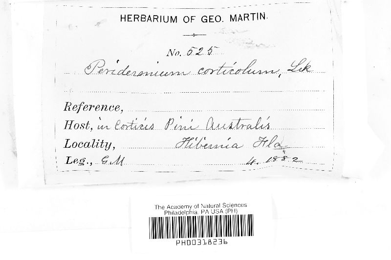 Peridermium corticola image