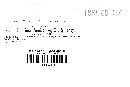 Puccinia hemizoniae image