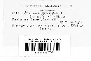 Uropyxis amorphae image