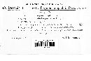 Puccinia polygoni-amphibii var. polygoni-amphibii image