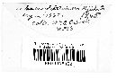 Puccinia tanaceti image