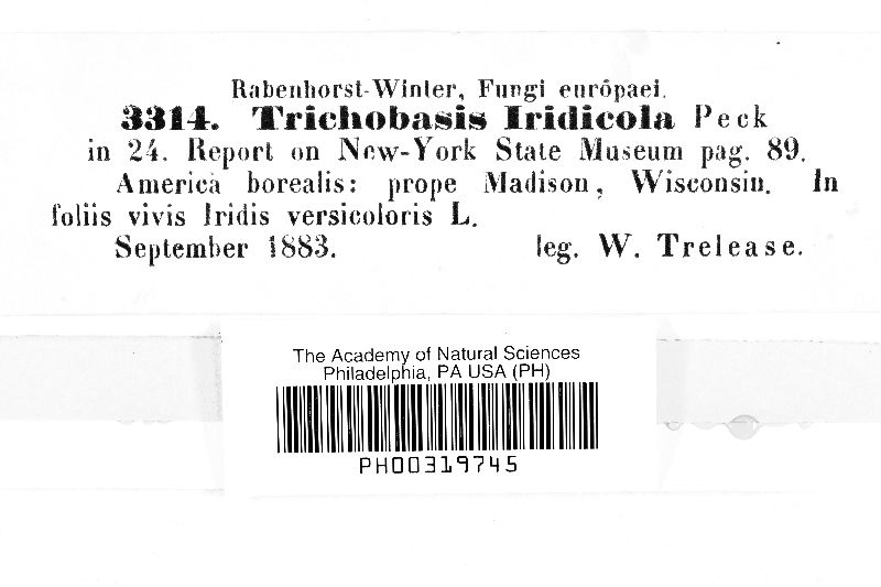 Trichobasis iridicola image