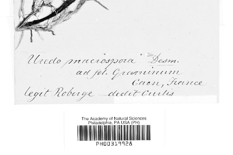 Uredo macrospora image
