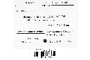 Uromyces silenes image