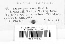 Uromyces aterrimus image