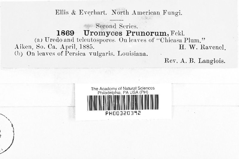 Uromyces prunorum image
