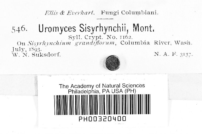 Uromyces sisyrinchii image