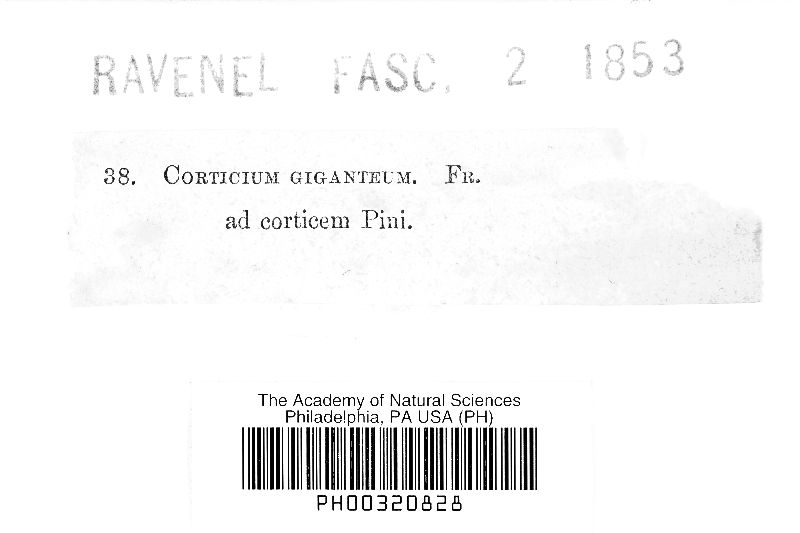 Phlebiopsis gigantea image