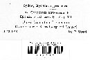 Byssocorticium atrovirens image
