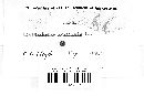 Hymenochaete corrugata image