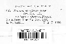Dendrothele candida image