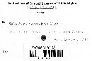 Thelephora terrestris image