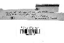 Thelephora vialis image