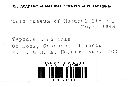 Eocronartium muscicola image