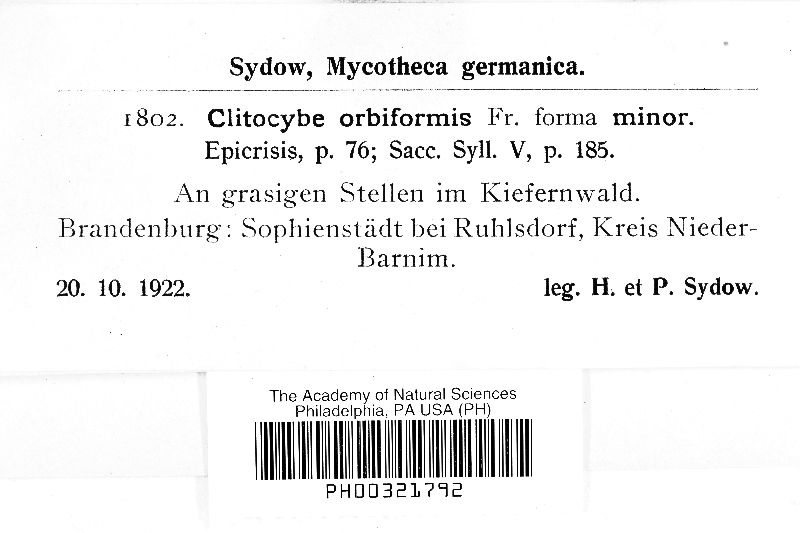 Clitocybe orbiformis image