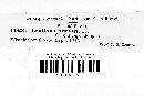 Lentinellus ursinus image