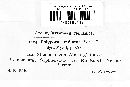 Xanthoporia radiata image