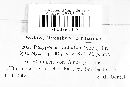 Xanthoporia radiata image