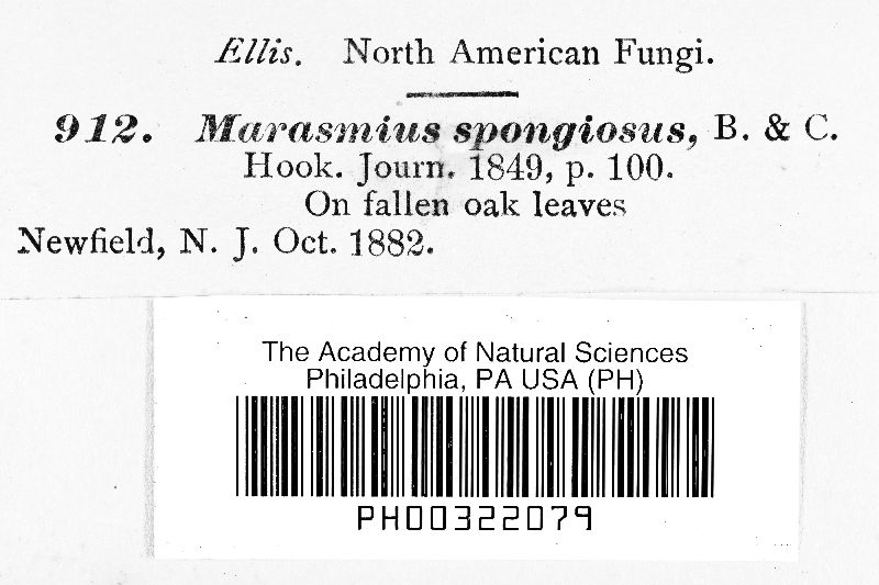 Marasmius spongiosus image