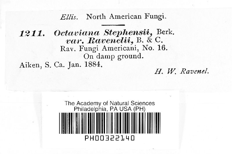 Zelleromyces ravenelii image