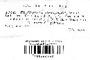 Phyllosticta podophylli image