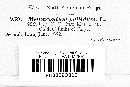 Melanconium pallidum image