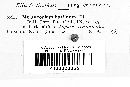 Discosporium hyalinum image