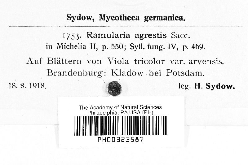 Ramularia agrestis image