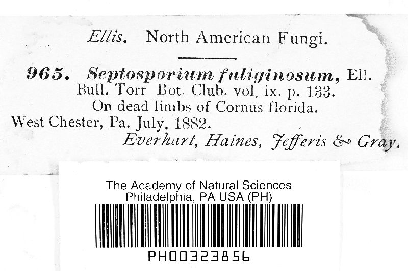 Septosporium fuliginosum image