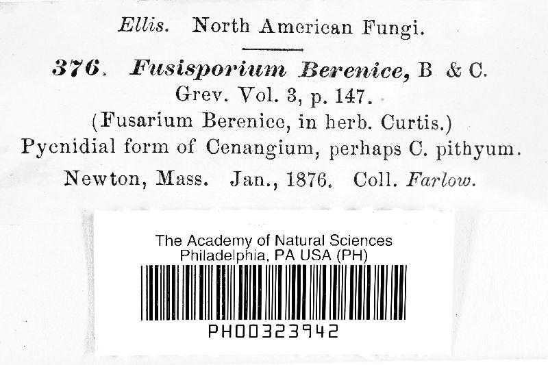 Ascocalyx abietis image