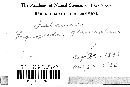 Lycoperdon gemmatum image