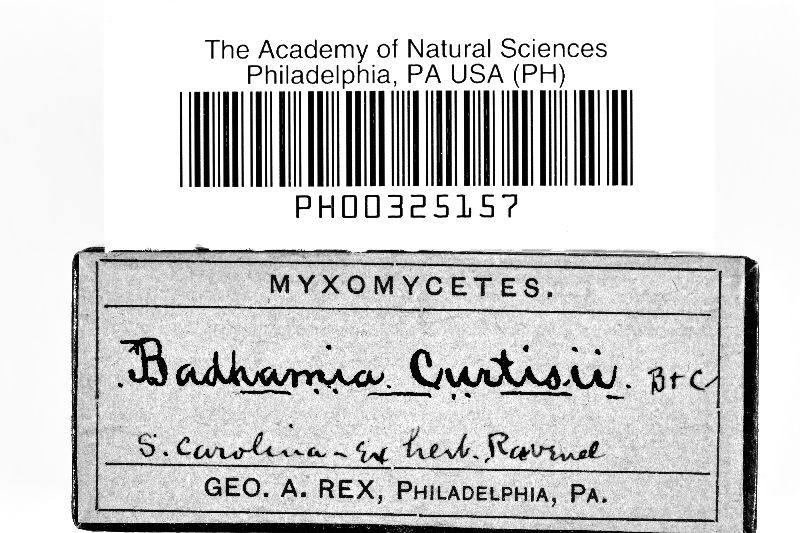 Badhamia curtisii image