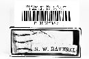 Badhamia curtisii image