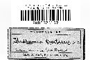Badhamia curtisii image