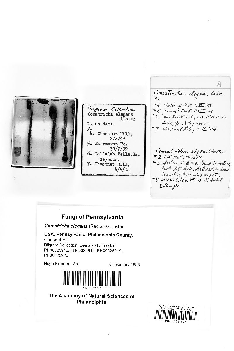 Collaria elegans image