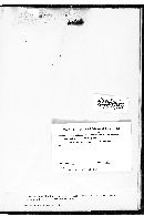 Chondrostereum purpureum image