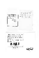 Craterium aureum (d2) image