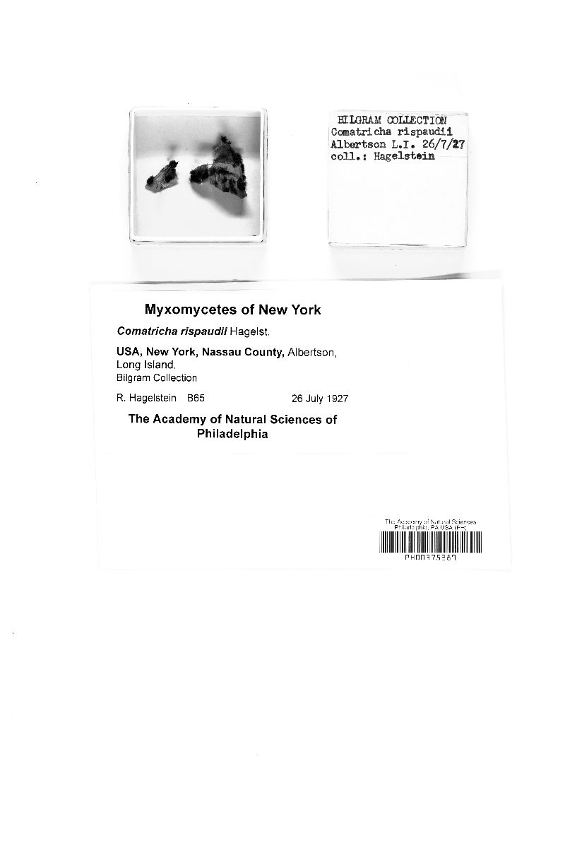 Paradiachea rispaudii image